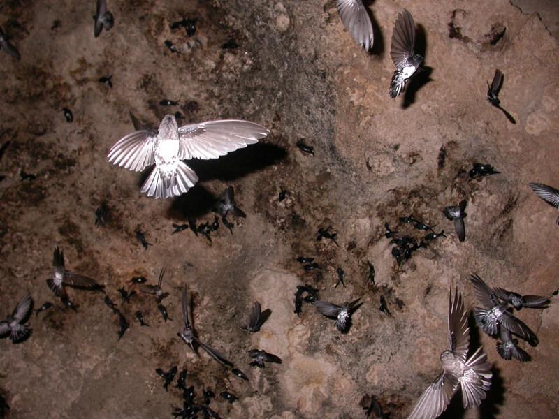 VP vol salanganes.JPG