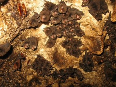 rassemblement de chauves-souris. BL.JPG