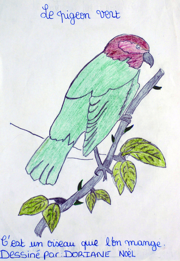 Pigeon Vert