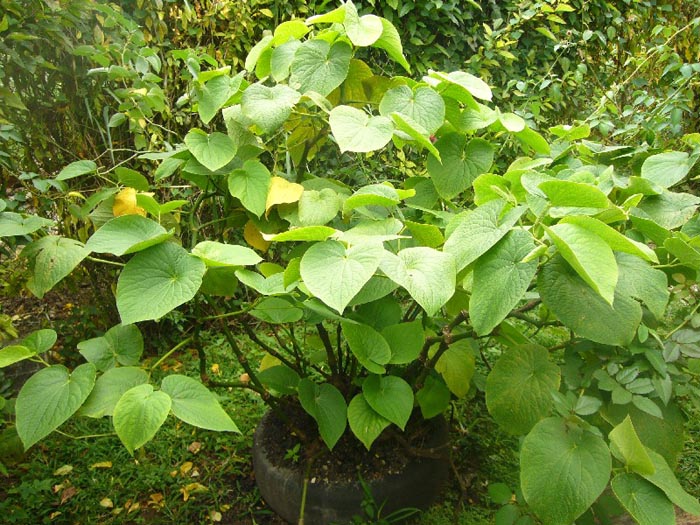 Le plant du kava