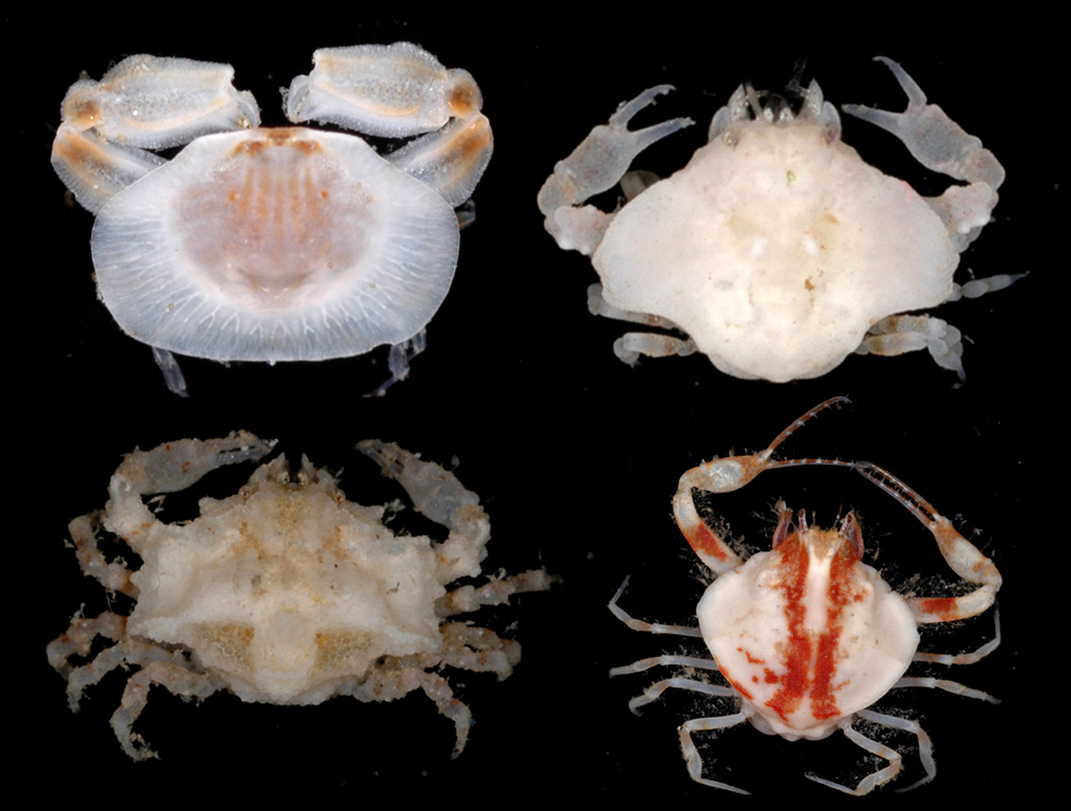Leucosiid crabs