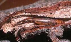 Une femelle de Matuanus cachée dans une branche creuse