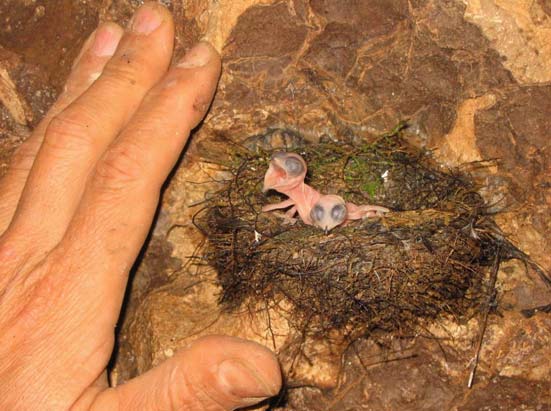 nid de martinet dans la grotte d'amarur