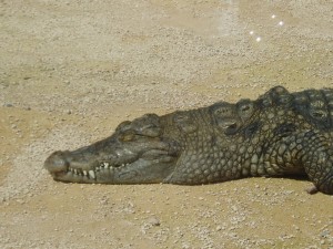 CrocodileTête